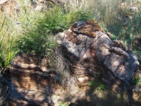 Roccia ed erba strutturate a strati