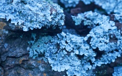 Light Blue Lichen Growing On Rocks