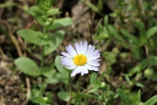 Malý bílý sedmikráska Wildflower