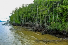 Bosque de manglares, Trat, Tailandia