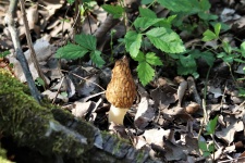 morel-mushroom-in-leaves.jpg