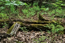 Moss coberto de madeira