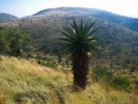 Aloes górski na zboczu wzgórza