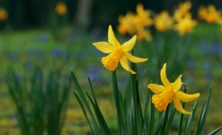Narciso flores flores primavera