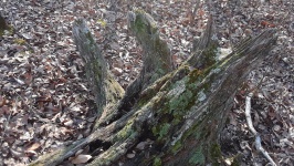 Old Fallen Tree Roots