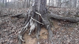 Old Pine Tree On Bank Of Creek