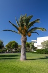 Palm tree in resort