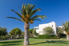 Palm tree in resort