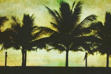 Sylwetka palmy