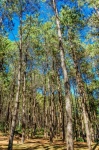 Сосновый лес, Пан Унг, Мэй Хонг Сон
