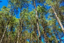 Floresta de pinheiros, pang oung, mae ho