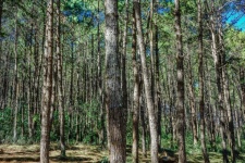 Pine forest ,pang oung ,mae hong son