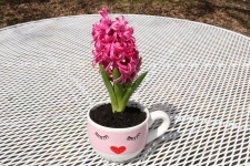 Pink Hyacinth On White Table