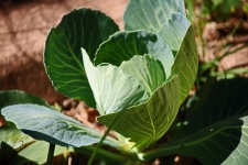 Protective Outer Cabbage Leaves
