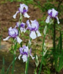 Paarse en witte Iris bloemen