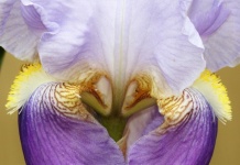 Paarse baard Iris Abstract