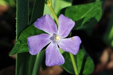 Purple Periwinkle and Dew