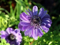 Purple Poppy Anemone bovenaanzicht