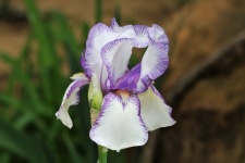 Paars gestreepte witte baard Iris
