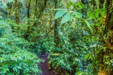 Rain forest in doi inthanon ,chiangmai