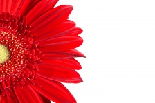 Gerbera Red Daisy Flower