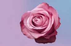 Růžové pozadí láska květ