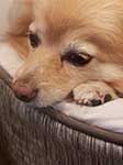 Sad Face Pomeranian Dog