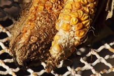 Shrivelled Corn Kernels On The Cob