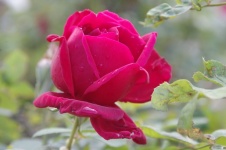 Boční pohled na růžové růže