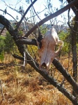 Skull Of Animal Hooked On Branch