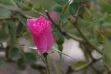 Piccolo bocciolo di rosa rosa