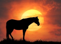 Coucher de soleil silhouette de cheval