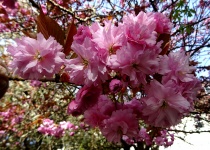 Arbre de fleur de cerisier de printemps