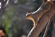 Écureuil sur branche vers le bas