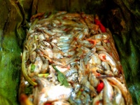 Dušené ryby thajské jídlo