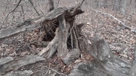 Ciot de copac căzut în pădure