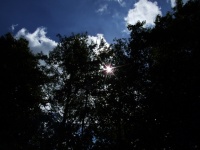 Soleil à travers l'arbre