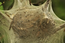 Tent Caterpillars in Web Close-up