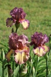 Tre viola iris barbuto e gemme