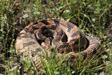 Rattlesnake din lemn învelit în iarbă