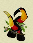 Toucan akvarellmålning