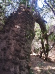 Trunk of river bush willow tree