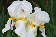 Two White Bearded Iris Close-up