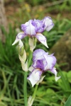 Two White Iris with Purple Stripes