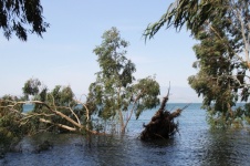 Uprooted Trees In Water
