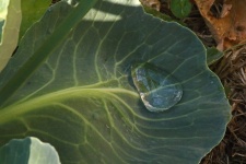 капля воды в листе цветной капусты