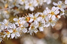 Fiore di biancospino arbusto fiore