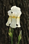 Iris barbudo blanco y brotes