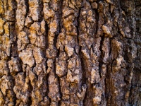 Holzbaum Textur Hintergrund