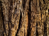 Holzbaum Textur Hintergrund